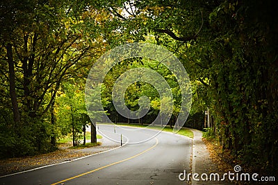 Asphalt winding curve road in a beech forest Stock Photo