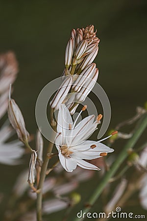 Asphodelus ramosus branched asphodel plant with tall rods filled with beautiful white flowers with reddish veins and orange Stock Photo