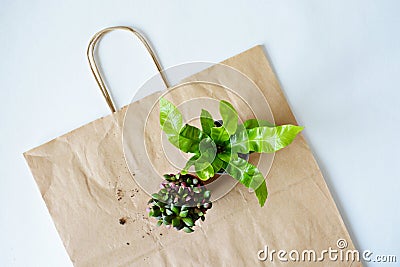 Asplenium crispy wave and anacampseros sunrise house plants on kraft bag Stock Photo