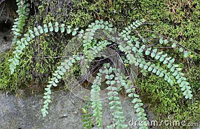 Asplenium trichomanes fern grows on the stone Stock Photo