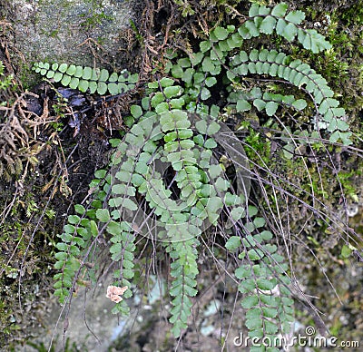 Asplenium trichomanes fern grows on the stone Stock Photo