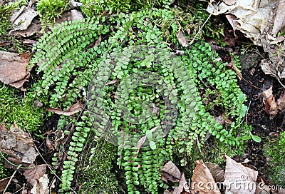 Asplenium trichomanes fern grows on the stone Stock Photo