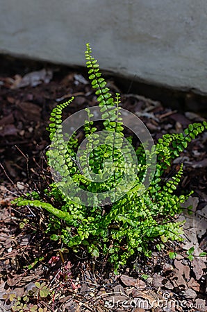 Asplenium trichomanes, the maidenhair spleenwort in the botany in Poland Stock Photo