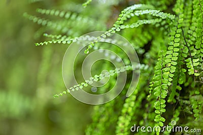 Asplenium trichomanes, the maidenhair spleenwort is a small fern from the family Aspleniaceae. Cartoon Illustration
