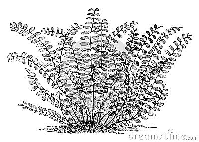 Asplenium Trichomanes vintage illustration Vector Illustration