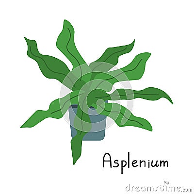 Asplenium vector simple Vector Illustration