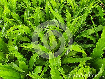 Aspleniumnidus Osaka Fern Single, long, slender green leaves Stock Photo