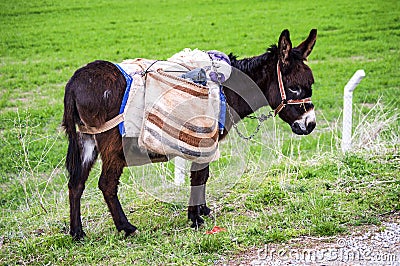 Ass, pictures of donkeys, shepherd`s asses, beautiful cargo carrying a load, sable donkey, black donkey, amiable ass, beautiful do Stock Photo