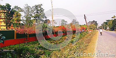 Assam state`s streets of India. There many colours flower of the same flowers with a school inside. Stock Photo