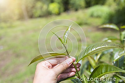 Assam tea leaves in female farmer hand over blurred tea plantation background Stock Photo