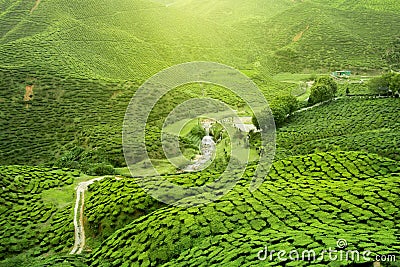 Assam tea plantation Stock Photo