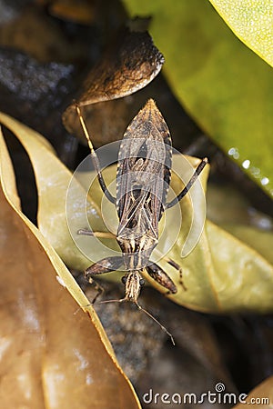 Assasin bug, Rhodnius prolixus, Satara, Maharashtra, India Stock Photo