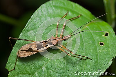 Assassin bug Stock Photo