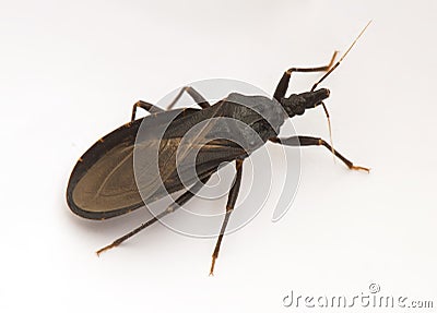 Assassin bug closeup Stock Photo