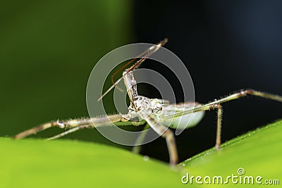 Assassin bug closeup (Rhynocoris iracundus), Satara, Maharashtra, India Stock Photo