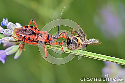 Assassin bug eating a bee Stock Photo