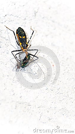 Assassin bug eating a fly Stock Photo
