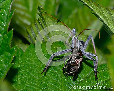 Assassin bug eating a Japanese beetle Stock Photo
