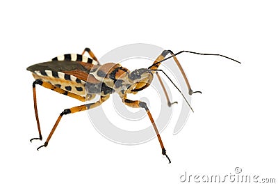 Assassin bug isolated on white Stock Photo