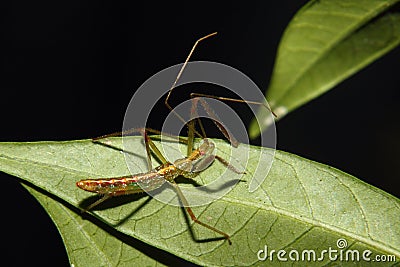 Assassin Bug Nymph Stock Photo