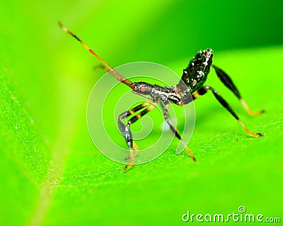 Assassin Bug Nymph Stock Photo