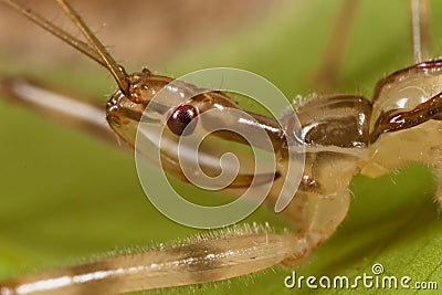 Assassin Bug portrait Stock Photo