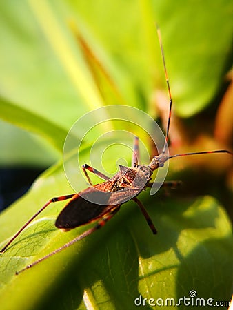 Assassin bugs are cunning killers, specialize in trickery to capture a meal. Stock Photo