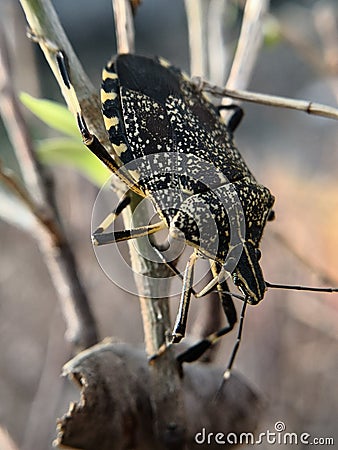 Assassin bugs are cunning killers, specialize in trickery to capture a meal. Stock Photo