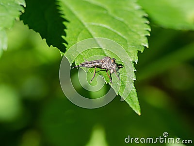 Assassin fly Asilidae sp., robber fly closeup of insect perched on grass blade Stock Photo