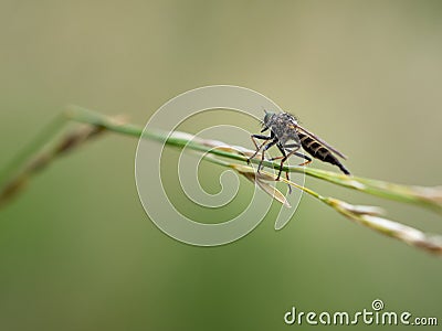 Assassin fly Asilidae sp., robber fly on grass Stock Photo