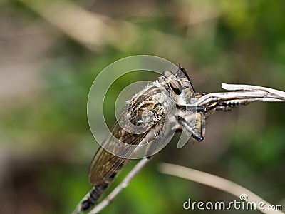 Assassin fly Asilidae sp., robber fly on grass Stock Photo
