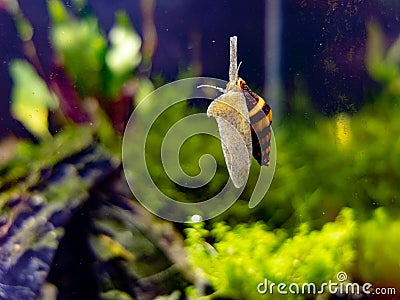 Assassin snail in tropical nano tank sliding up the glass Stock Photo