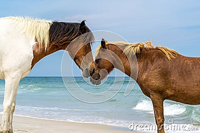 Assateague Island Wildhorses Stock Photo