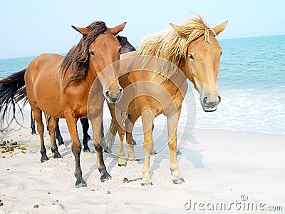 Assateague Ponies Stock Photo
