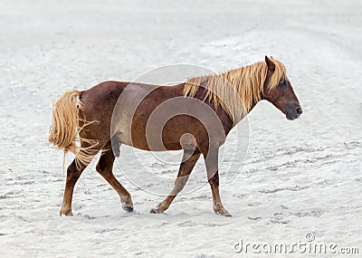 Assateague Wild Pony Stock Photo