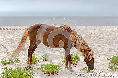 Assateague Wild Pony Stock Photo