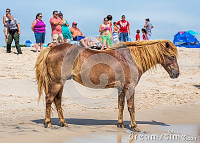 Assateague Wild Pony Editorial Stock Photo