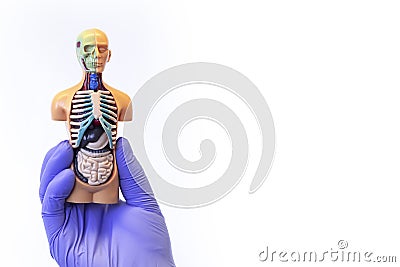 The hand holds a human anatomical model. isolated with white background Stock Photo