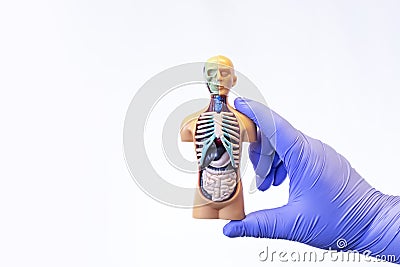 The hand holds a human anatomical model. isolated with white background Stock Photo