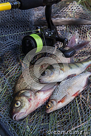 Assort kinds of fish - freshwater common bream, common perch or European perch, white bream or silver bream and fishing rod with Stock Photo