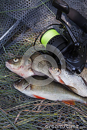 Assort kinds of fish - freshwater common bream, common perch or European perch, white bream or silver bream and fishing rod with Stock Photo