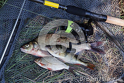 Assort kinds of fish - freshwater common bream, common perch or European perch, white bream or silver bream and fishing rod with Stock Photo