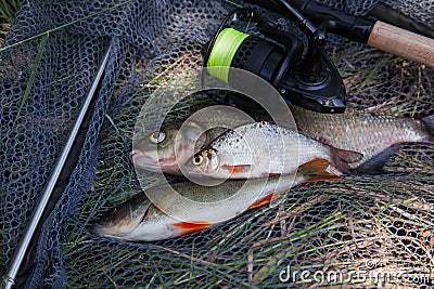 Assort kinds of fish - freshwater common bream, common perch or European perch, white bream or silver bream and fishing rod with Stock Photo