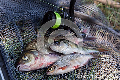 Assort kinds of fish - freshwater common bream, common perch or European perch, white bream or silver bream and fishing rod with Stock Photo