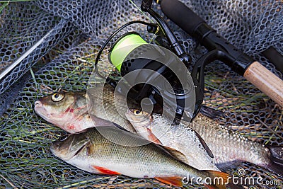 Assort kinds of fish - freshwater common bream, common perch or European perch, white bream or silver bream and fishing rod with Stock Photo