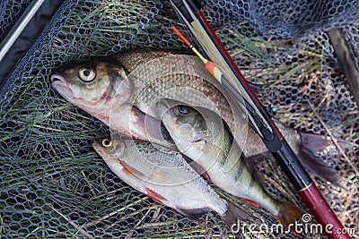 Assort kinds of fish - freshwater common bream, common perch or European perch, white bream or silver bream with float rod on Stock Photo