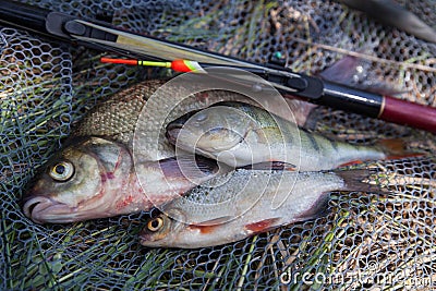 Assort kinds of fish - freshwater common bream, common perch or European perch, white bream or silver bream with float rod on Stock Photo