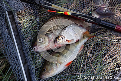 Assort kinds of fish - freshwater common bream, common perch or European perch, white bream or silver bream with float rod on Stock Photo