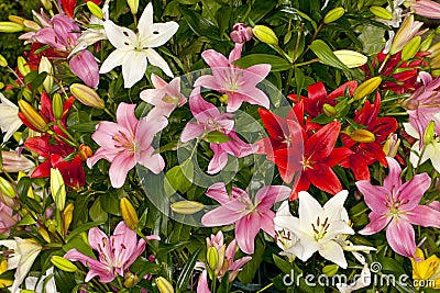 Assorted Asiatic Lilies Stock Photo