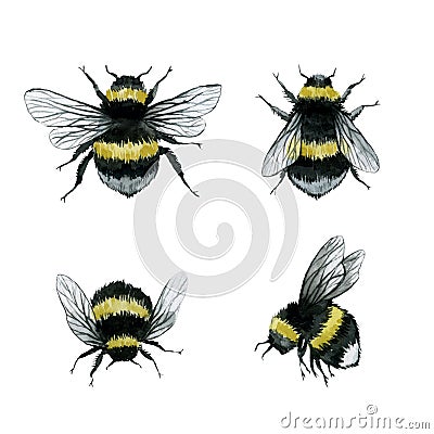 Assorted bumblebees watercolor illustration, wild insect clipart, isolated Cartoon Illustration